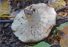 Гриб из Москва