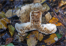 Гриб из Москва