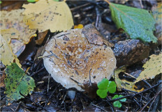 Гриб из Москва