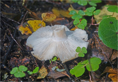 Гриб из Москва