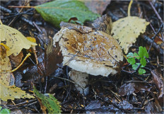 Гриб из Москва