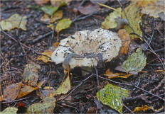 Гриб из Москва