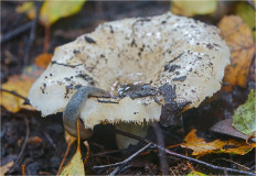 Гриб из Москва