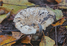 Гриб из Москва