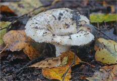 Гриб из Москва