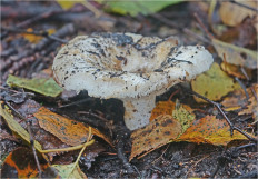 Гриб из Москва