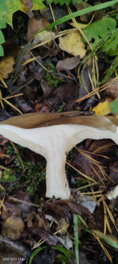 Гриб из Котельники