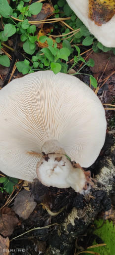 Гриб из Котельники