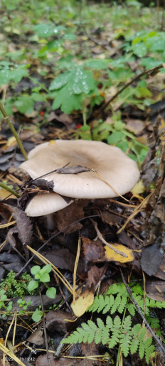 Гриб из Котельники