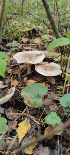 Гриб из Котельники