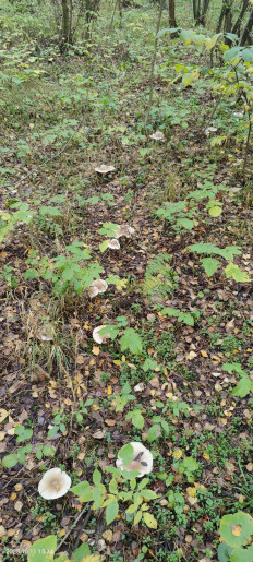 Гриб из Котельники