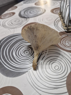 Гриб из Краснодар