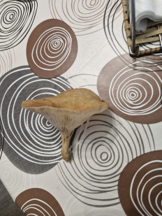 Гриб из Краснодар