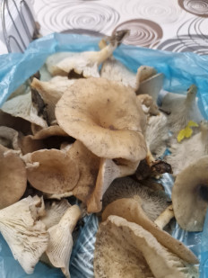 Гриб из Краснодар