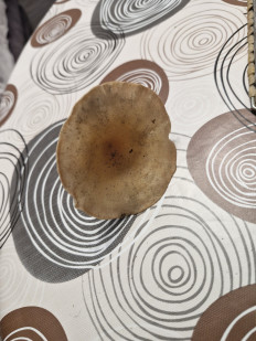 Гриб из Краснодар