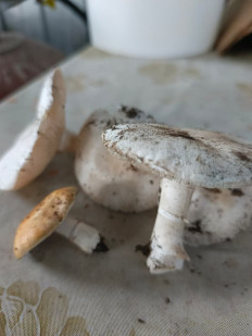 Гриб из ставрополь