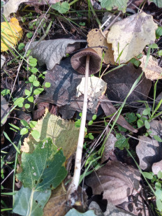 Гриб из Днестровск