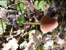 Гриб из Днестровск