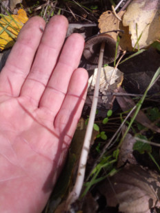 Гриб из Днестровск