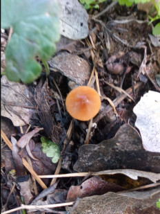 Гриб из Днестровск