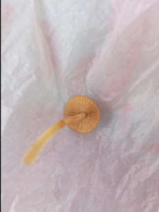 Гриб из Днестровск