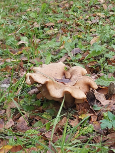 Гриб из Новокузнецк