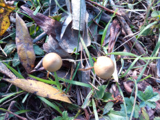 Гриб из Днестровск