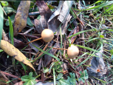 Гриб из Днестровск