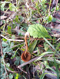 Гриб из Днестровск