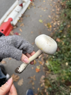 Гриб из Darmstadt