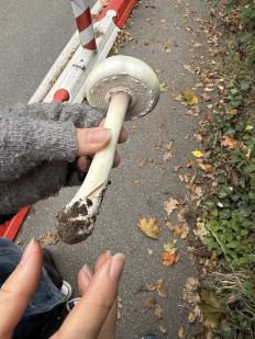 Гриб из Darmstadt