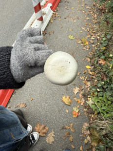 Гриб из Darmstadt