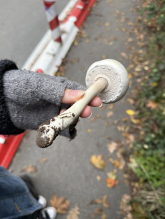 Гриб из Darmstadt