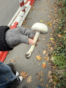 Гриб из Darmstadt