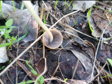 Гриб из Днестровск