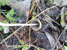 Гриб из Днестровск