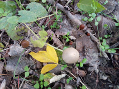 Гриб из Днестровск