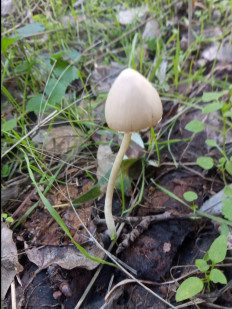 Гриб из Днестровск