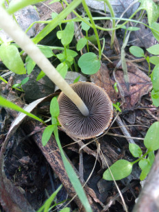 Гриб из Днестровск