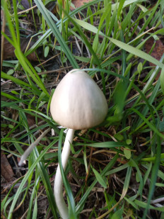 Гриб из Днестровск