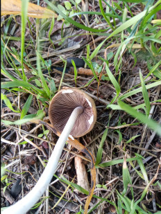 Гриб из Днестровск