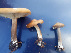 Гриб из Краснодар