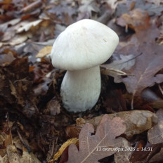 Гриб из Анапа