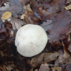 Гриб из Анапа