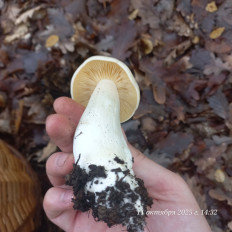 Гриб из Анапа