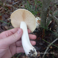 Гриб из Анапа