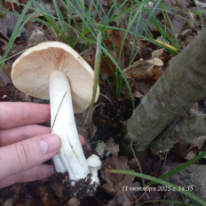 Гриб из Анапа