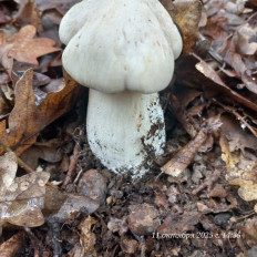 Гриб из Анапа