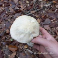 Гриб из Анапа