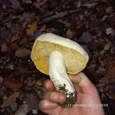 Гриб из Анапа